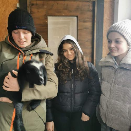 Alpakas und Mini-Shetlandponys