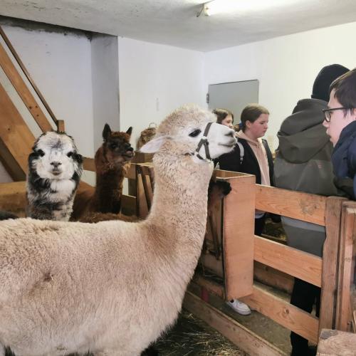 Alpakas und Mini-Shetlandponys