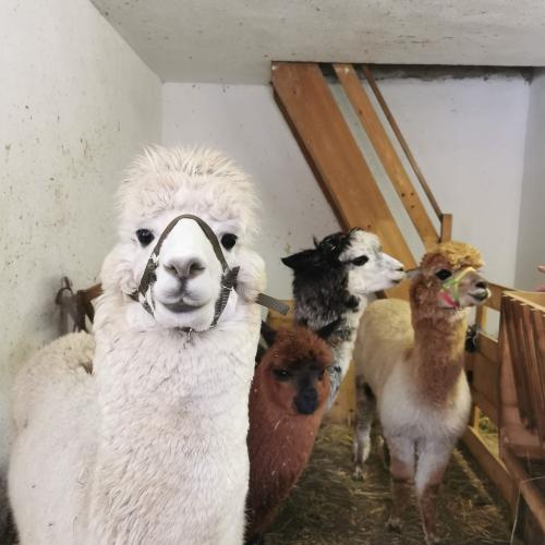 Alpakas und Mini-Shetlandponys