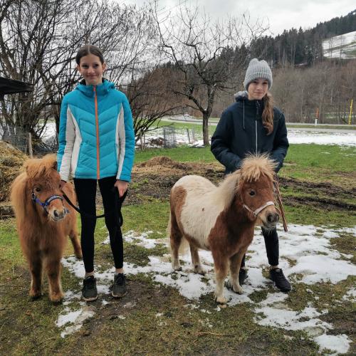 Alpakas und Mini-Shetlandponys