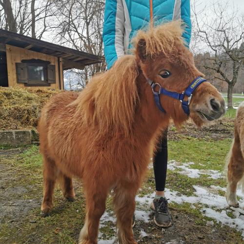 Alpakas und Mini-Shetlandponys