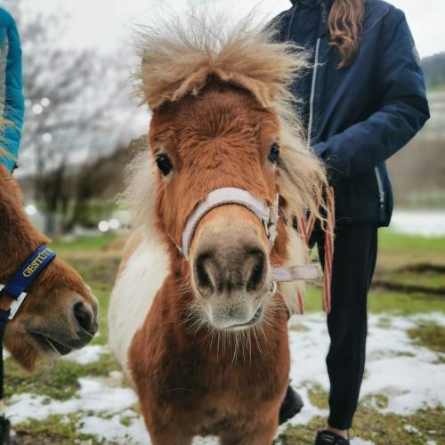 Alpakas und Mini-Shetlandponys