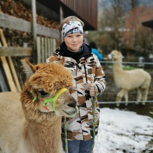 Alpakas und Mini-Shetlandponys