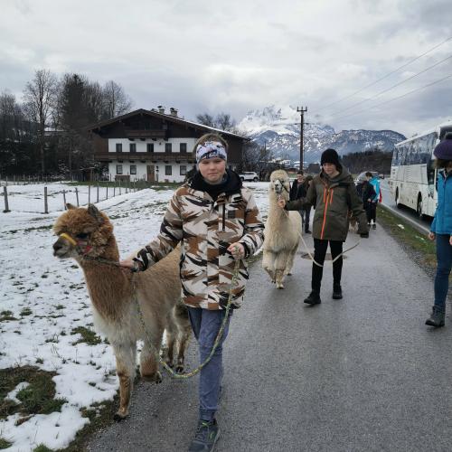 Alpakas und Mini-Shetlandponys