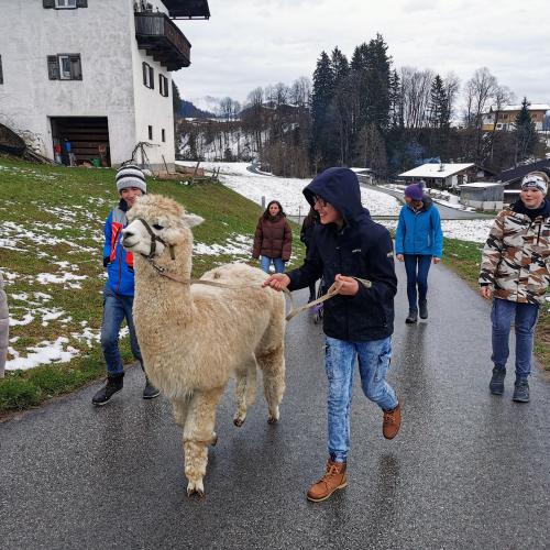 Alpakas und Mini-Shetlandponys