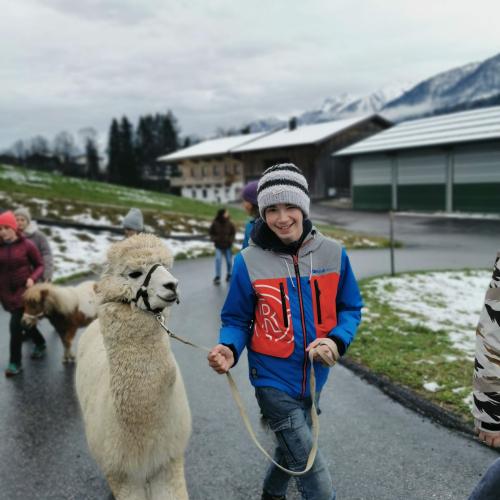 Alpakas und Mini-Shetlandponys