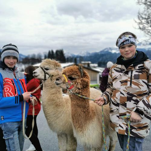 Alpakas und Mini-Shetlandponys