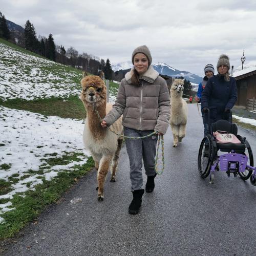 Alpakas und Mini-Shetlandponys