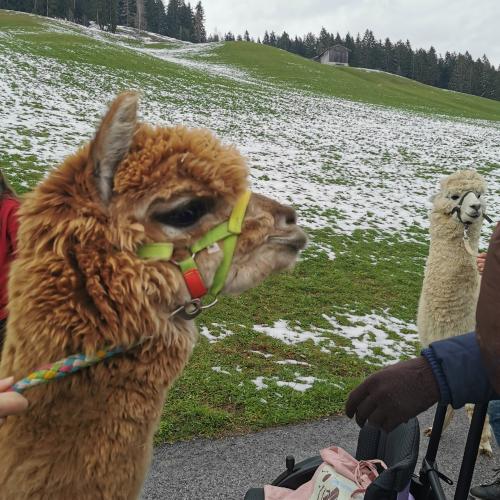 Alpakas und Mini-Shetlandponys