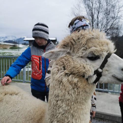 Alpakas und Mini-Shetlandponys