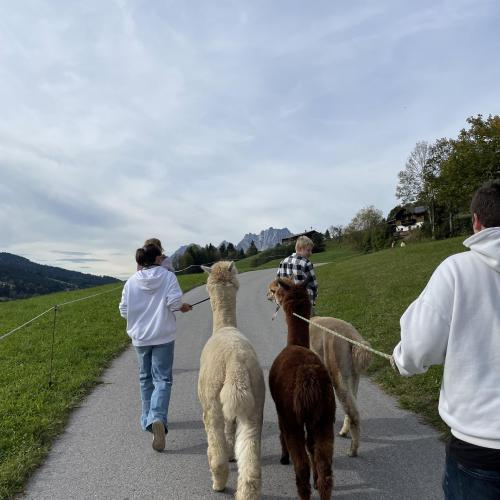 Alpakawanderung