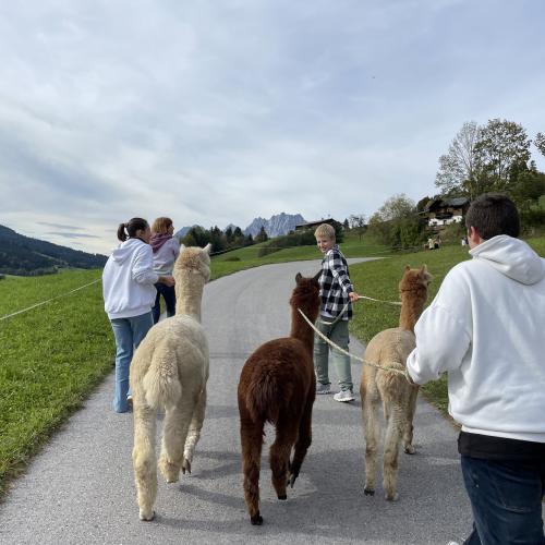 Alpakawanderung