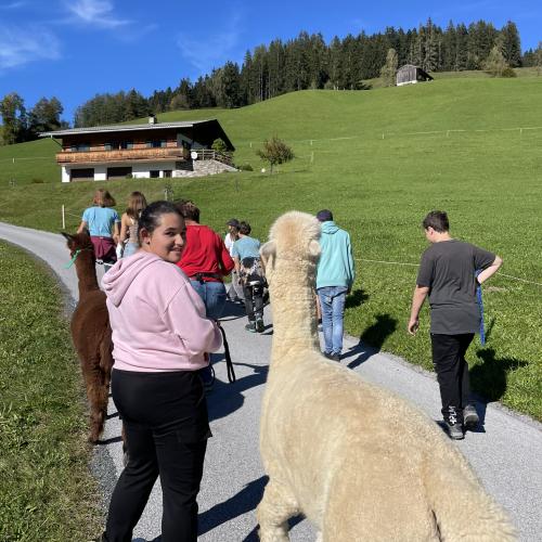 Alpakawanderung
