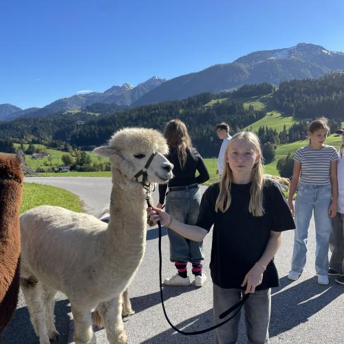 Alpakawanderung