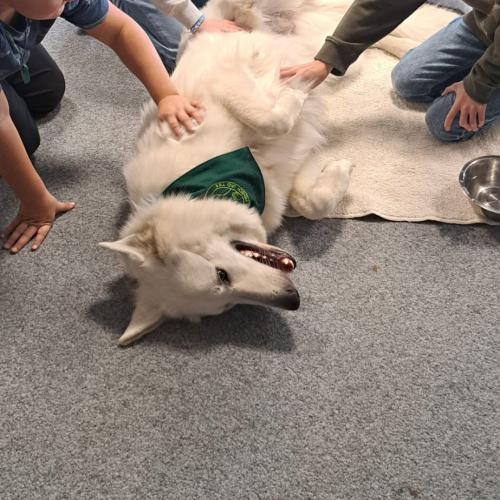 Schulbesuchshund_Sam