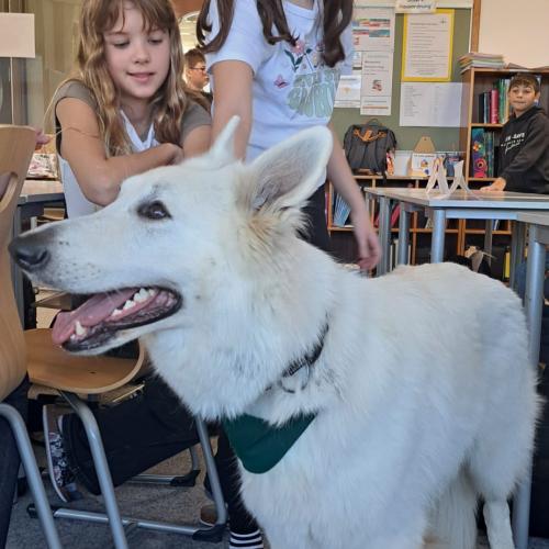 Schulbesuchshund_Sam