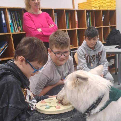 Schulbesuchshund_Sam