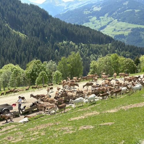 Wildpark_Aurach_2025