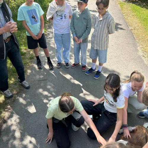 Hunde im Park