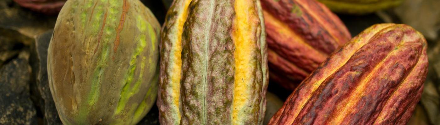 Kakaobohnen