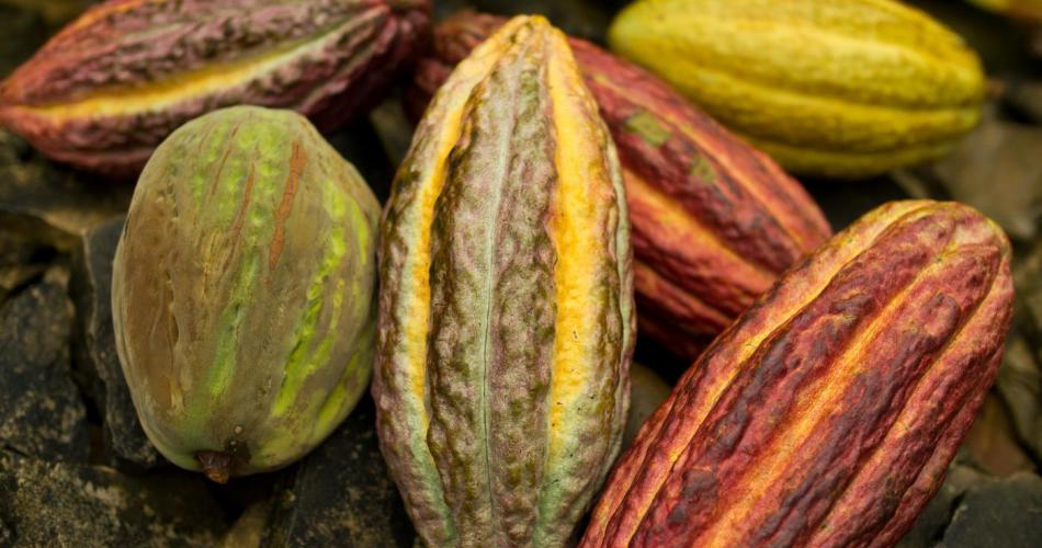 Kakaobohnen