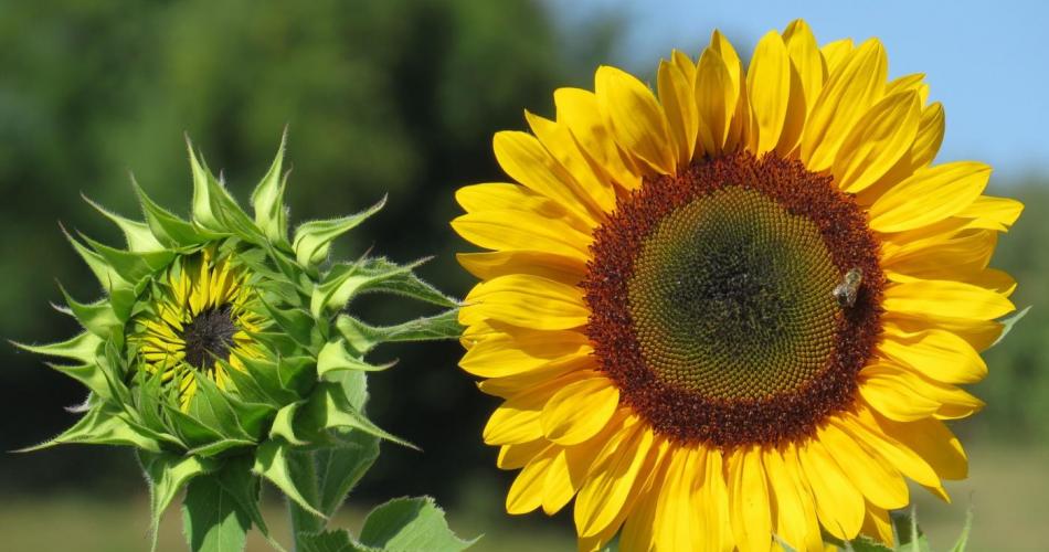 Sonnenblumen